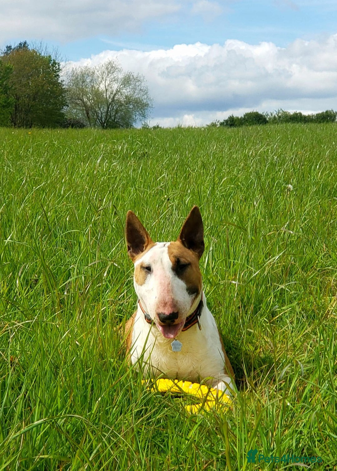 Bull Terrier dogs for stud: English Bull Terrier STUD dog - Image 3
