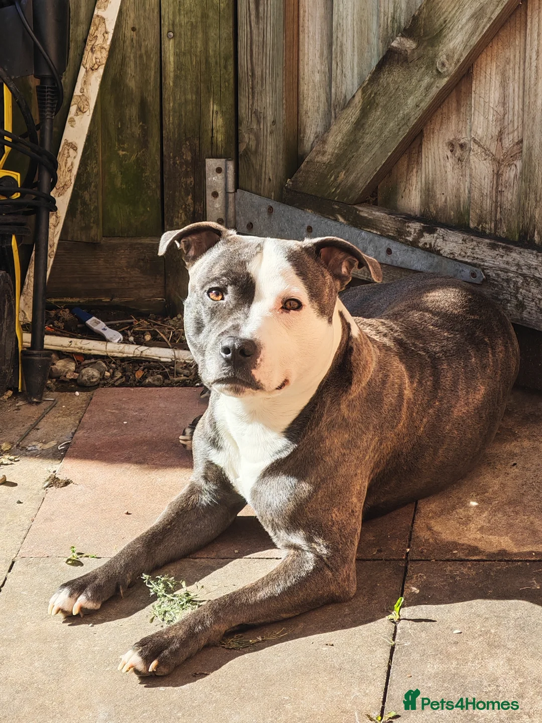Staffordshire Bull Terrier dogs for sale: Odin 3 in July  - Advert 8