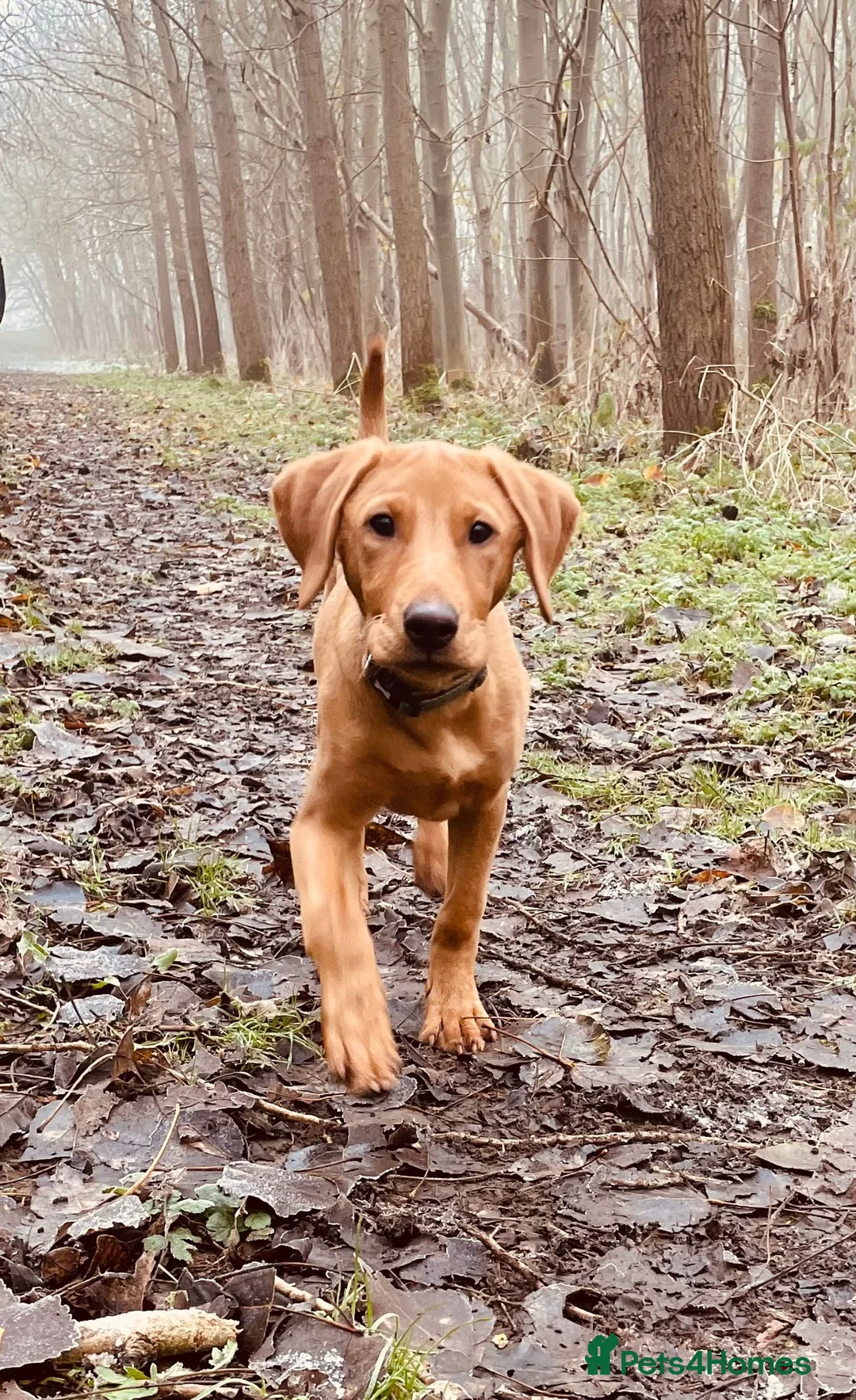 Labrador Retriever dogs for sale: ***Expecting Labrador Puppies - Advert 6