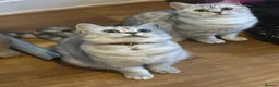 British Shorthair cats for sale: British Shorthair Kittens for sale - Advert 4