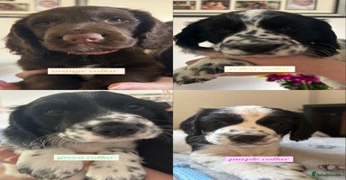 Sprocker dogs - Advert 10