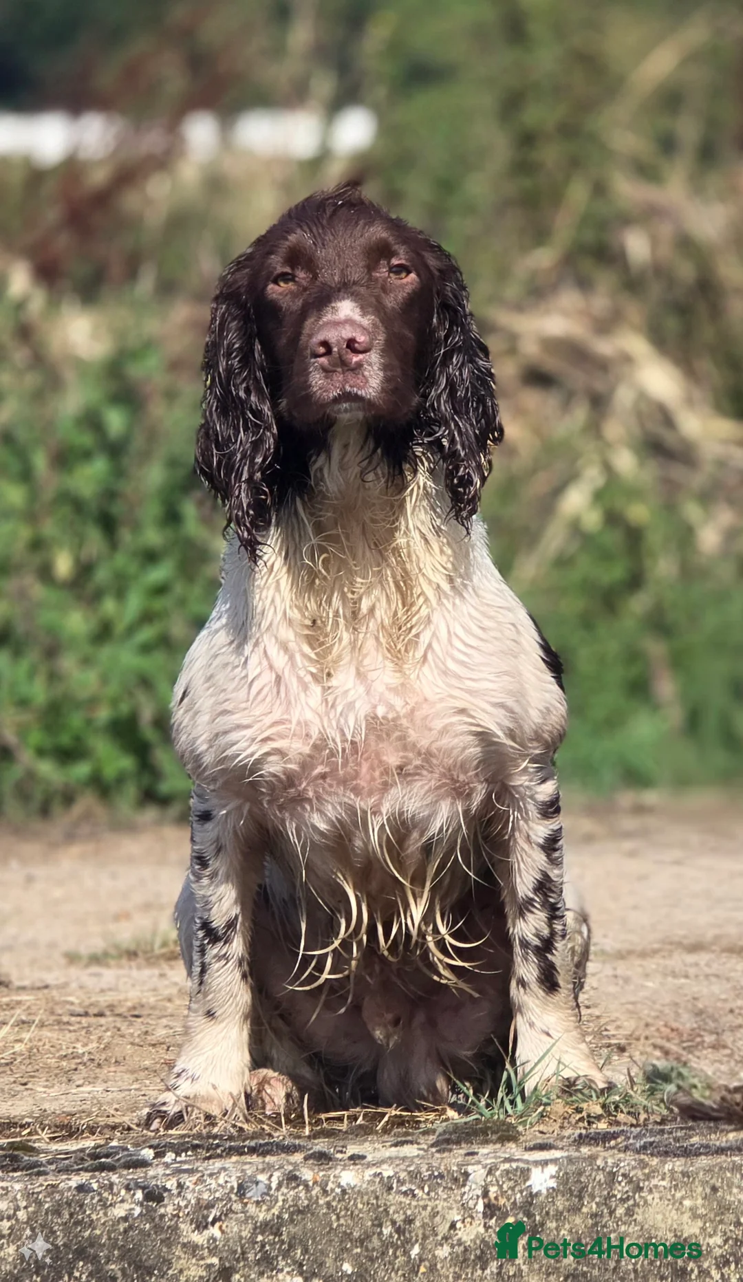 English Springer Spaniel dogs for stud: Fully Health Tested Exceptionally bred ESS Stud in Rye - Advert 4