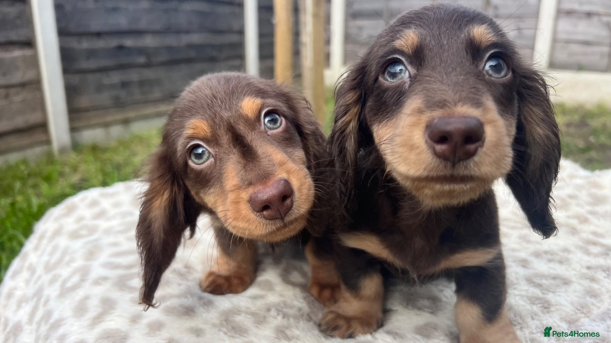 Miniature Dachshund dogs     REDUCED ⭐ last Mini Long-haired Boy• KC reg - Advert 12