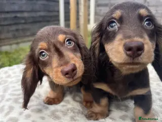 Miniature Dachshund dogs REDUCED ⭐ last Mini Long-haired Boy• KC reg - Advert 12