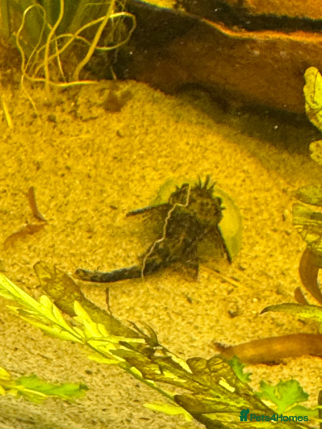 Mollies fish for sale: 3 Mollies( can take pleco around 10cm aswell) in Basingstoke - Advert 2
