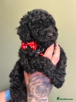 Shihpoo dogs - Advert 1