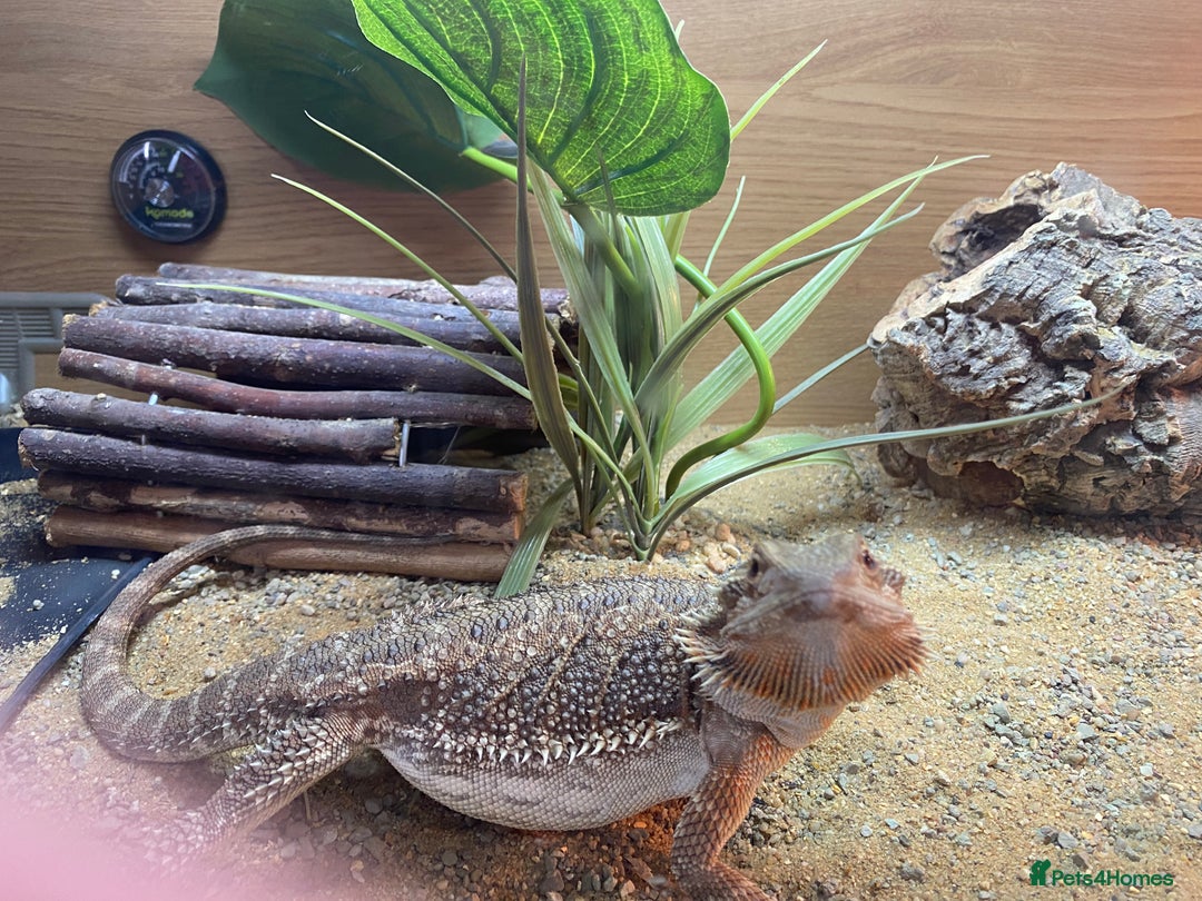 Dragon reptiles for sale: Beautiful 7-Month Bearded Dragon & Complete Setup - Advert 9