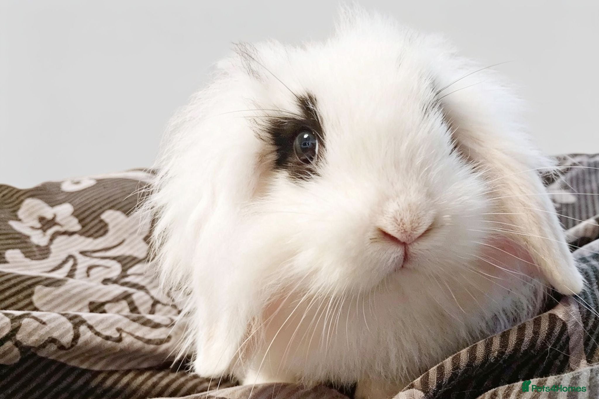 Mini Lion Lop rabbits Mini lion lops - Advert 6