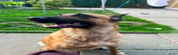 Belgian Shepherd Dog dogs for sale: Belgian malinois x Dutch herder - Advert 10