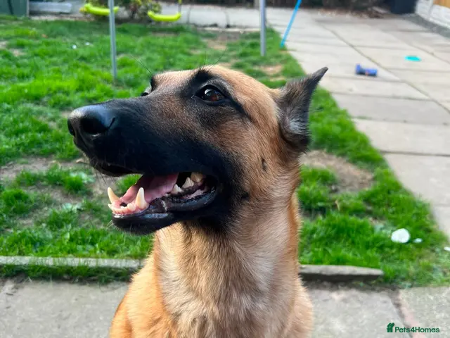 Belgian Shepherd Dog dogs for sale: Belgian malinois x Dutch herder - Advert 2