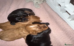 Cavalier King Charles Spaniel dogs for sale: Cavalier King Charles  - Image 22