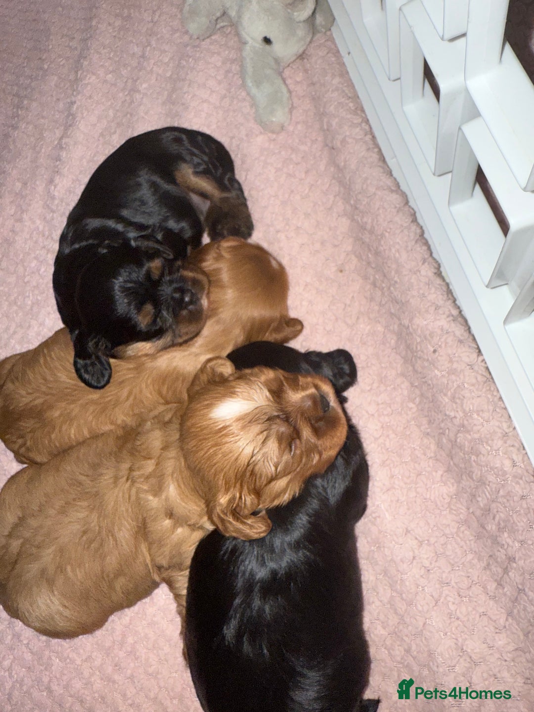 Cavalier King Charles Spaniel dogs for sale: Cavalier King Charles  - Image 22