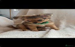 Pomchi dogs for sale: Beautiful fluffy pomchi puppies  - Image 18
