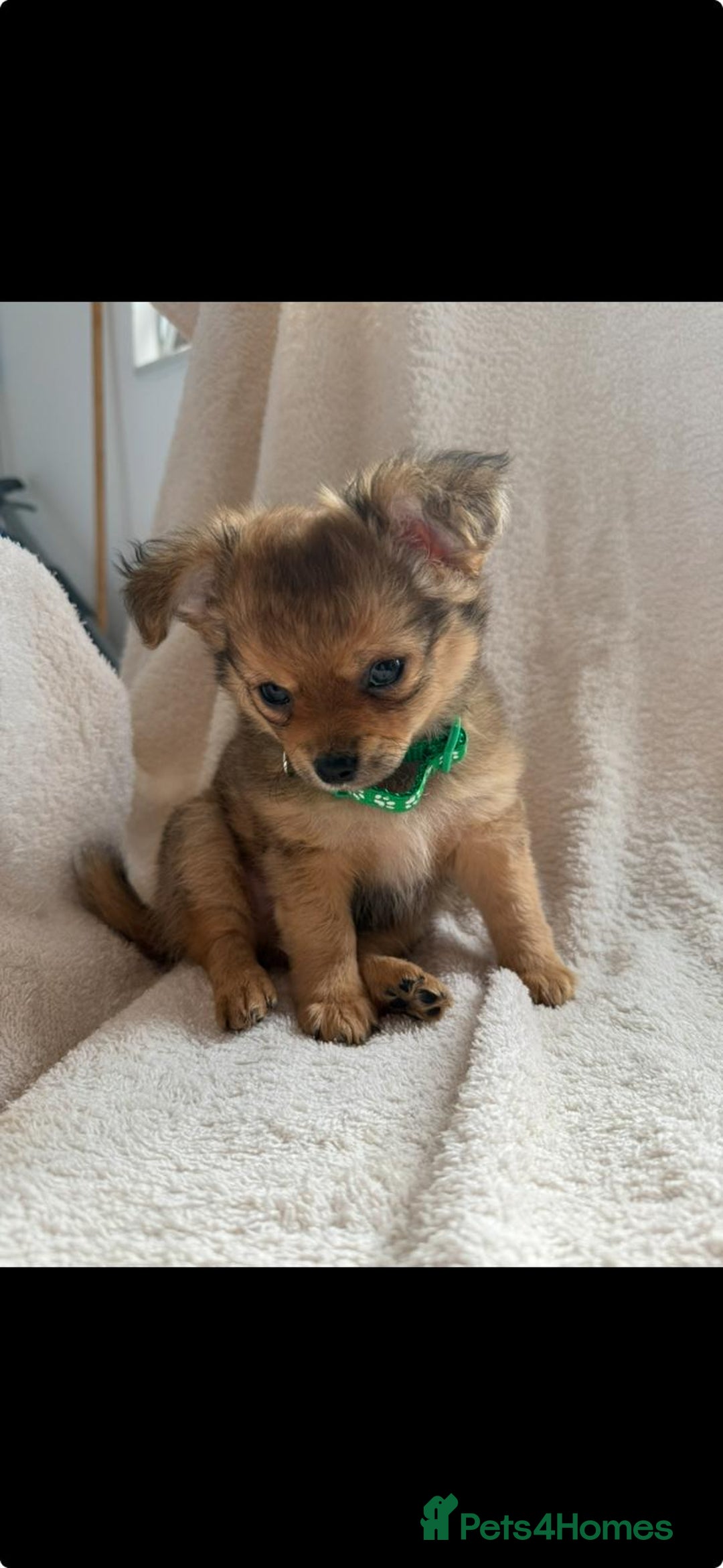 Pomchi dogs for sale: Beautiful fluffy pomchi puppies  - Image 18