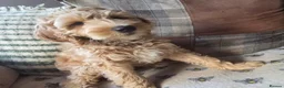 Australian Labradoodle dogs for sale: READY NOW! Therapy Aus x Irish dood multi gen mix  - Advert 2