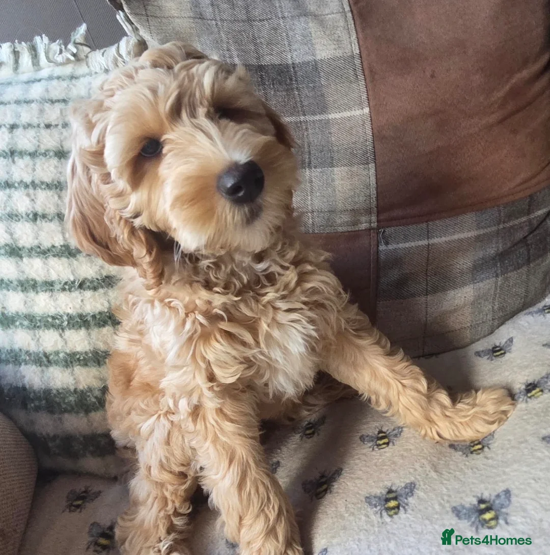 Australian Labradoodle dogs for sale: READY NOW! Therapy Aus x Irish dood multi gen mix  - Advert 2