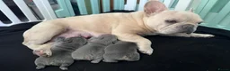 French Bulldog dogs for sale: Blue French bulldog pups  in Wirral - Advert 1