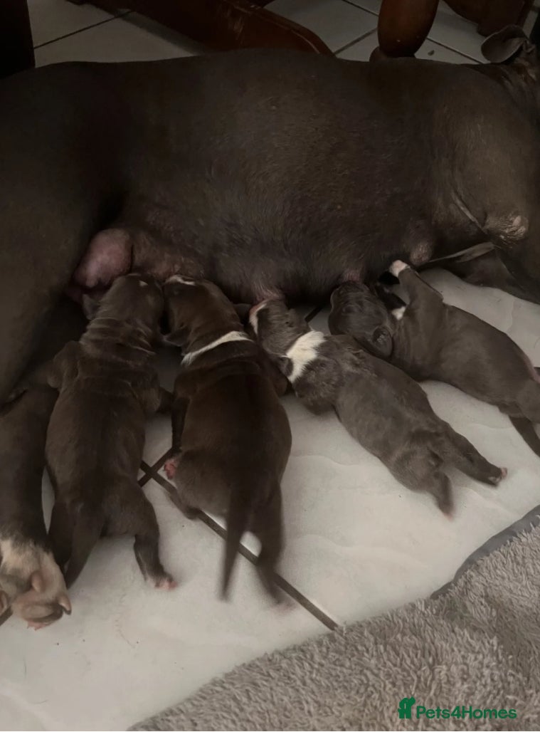 Staffordshire Bull Terrier dogs WellTrained Staffordshire Bull Terrier Puppies  - Advert 6