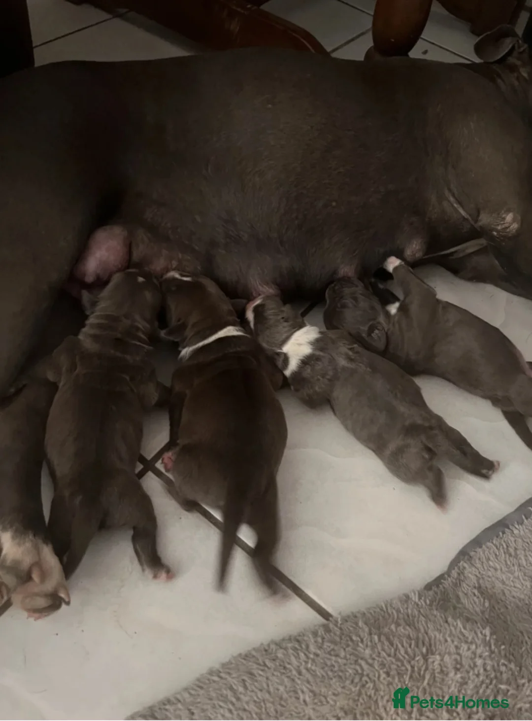 Staffordshire Bull Terrier dogs for sale: WellTrained Staffordshire Bull Terrier Puppies  in Aberdeen - Advert 1