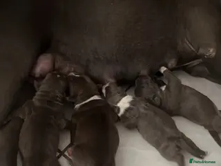 Staffordshire Bull Terrier dogs WellTrained Staffordshire Bull Terrier Puppies - Advert 6