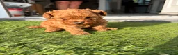 Toy Poodle dogs for sale: Red toy poodle 1 boy one girl puppies  - Advert 3
