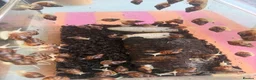 Snails invertebrates for sale: Giant African Land Snails  in Polegate - Advert 1