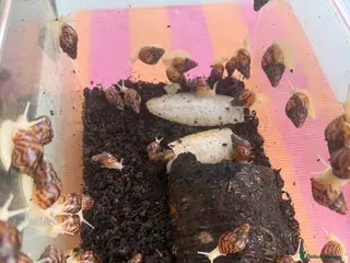 Snails invertebrates Giant African Land Snails - Advert 3