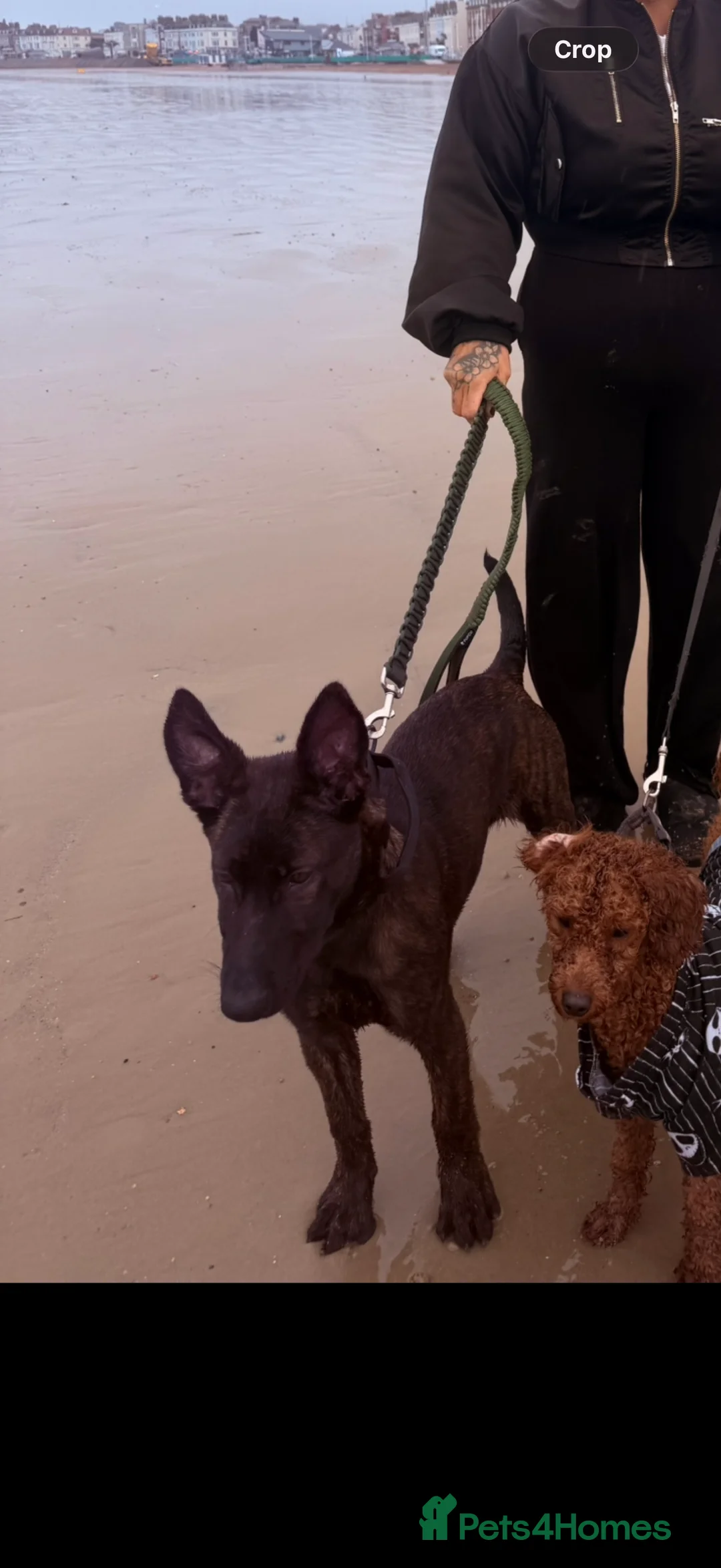 Belgian Shepherd Dog dogs for sale: Female Belgium malanois  - Advert 2