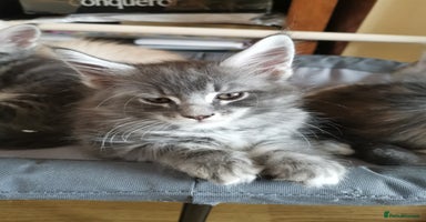Maine Coon cats - Advert 15