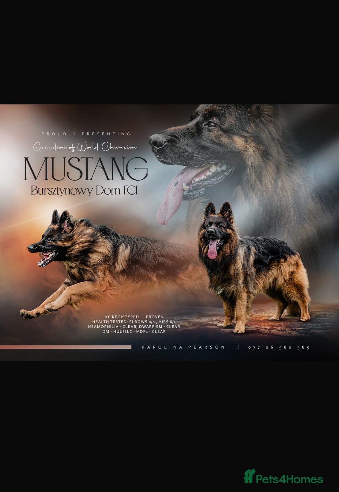 German Shepherd dogs for sale: German shepherd puppies Amber blood line  - Advert 5