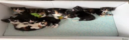 Domestic Shorthair cats for sale: FEMALE kitten for sale 🐾 - Advert 3