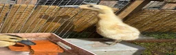 Ducks poultry for sale: Indian runner ducklings  - Advert 5