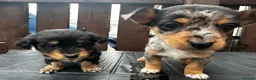 Dachshund dogs for sale: Jackshund puppies looking for a place to call home - Advert 6