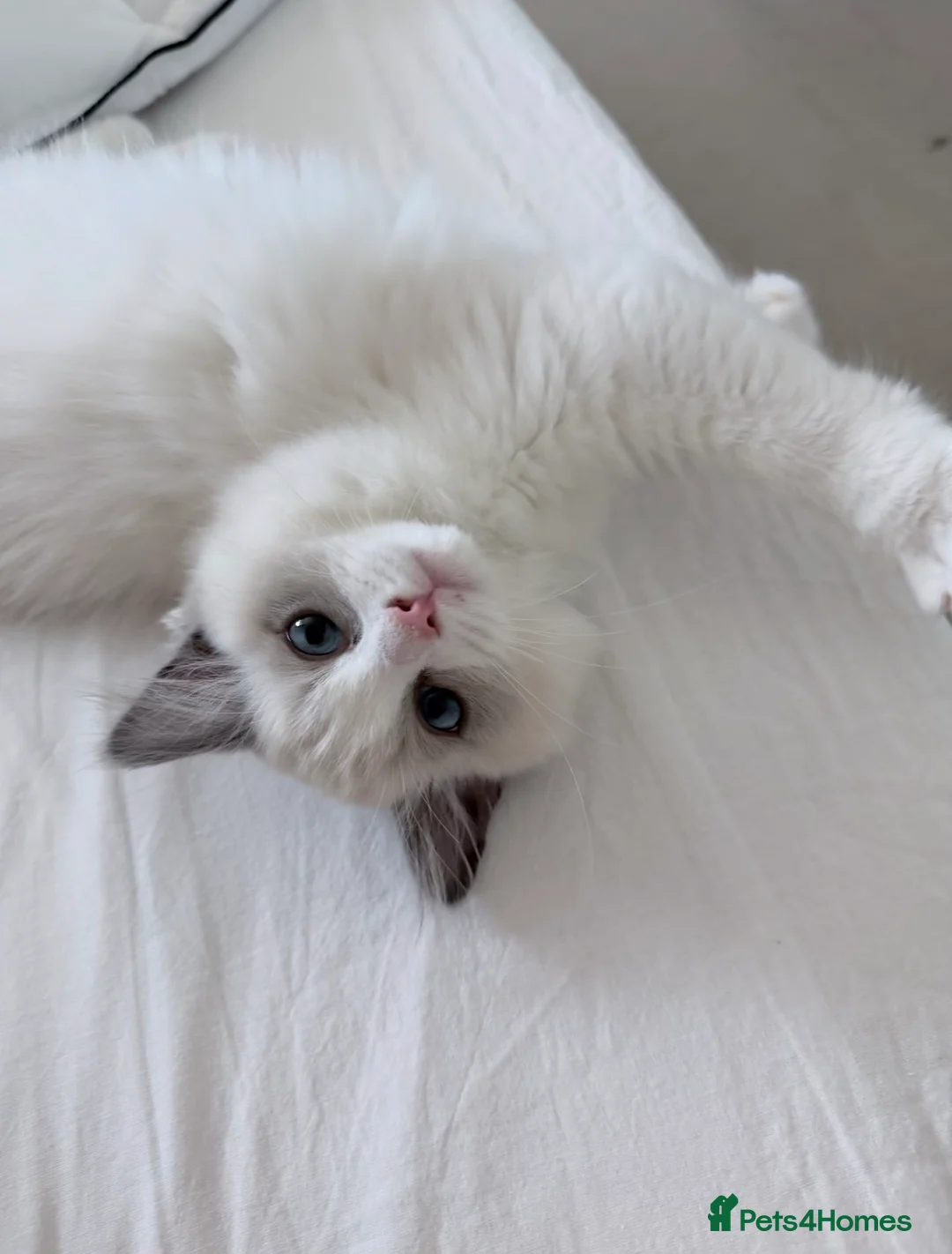 Ragdoll cats for sale: Blue Bicolour Female Ragdoll  - Advert 1