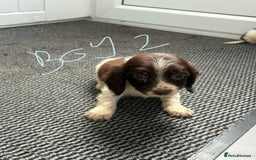 Cocker Spaniel dogs for sale: Cockerspaniel puppies  - Image 5