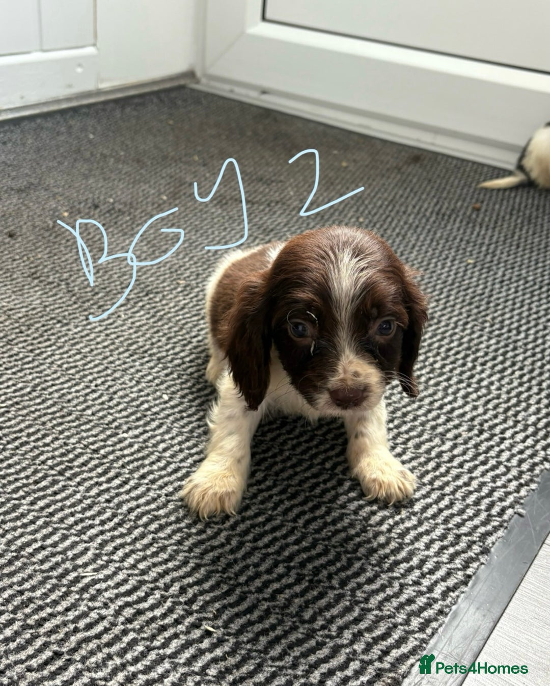 Cocker Spaniel dogs for sale: Cockerspaniel puppies  - Image 5