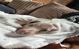 Miniature Dachshund dogs for sale: Rehoming 9 week Mini Dachshund Puppy - Image 2