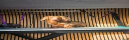 Miniature Dachshund dogs for stud: **RogueRoyales Luxe** PRA Clear Long Hair - Advert 4