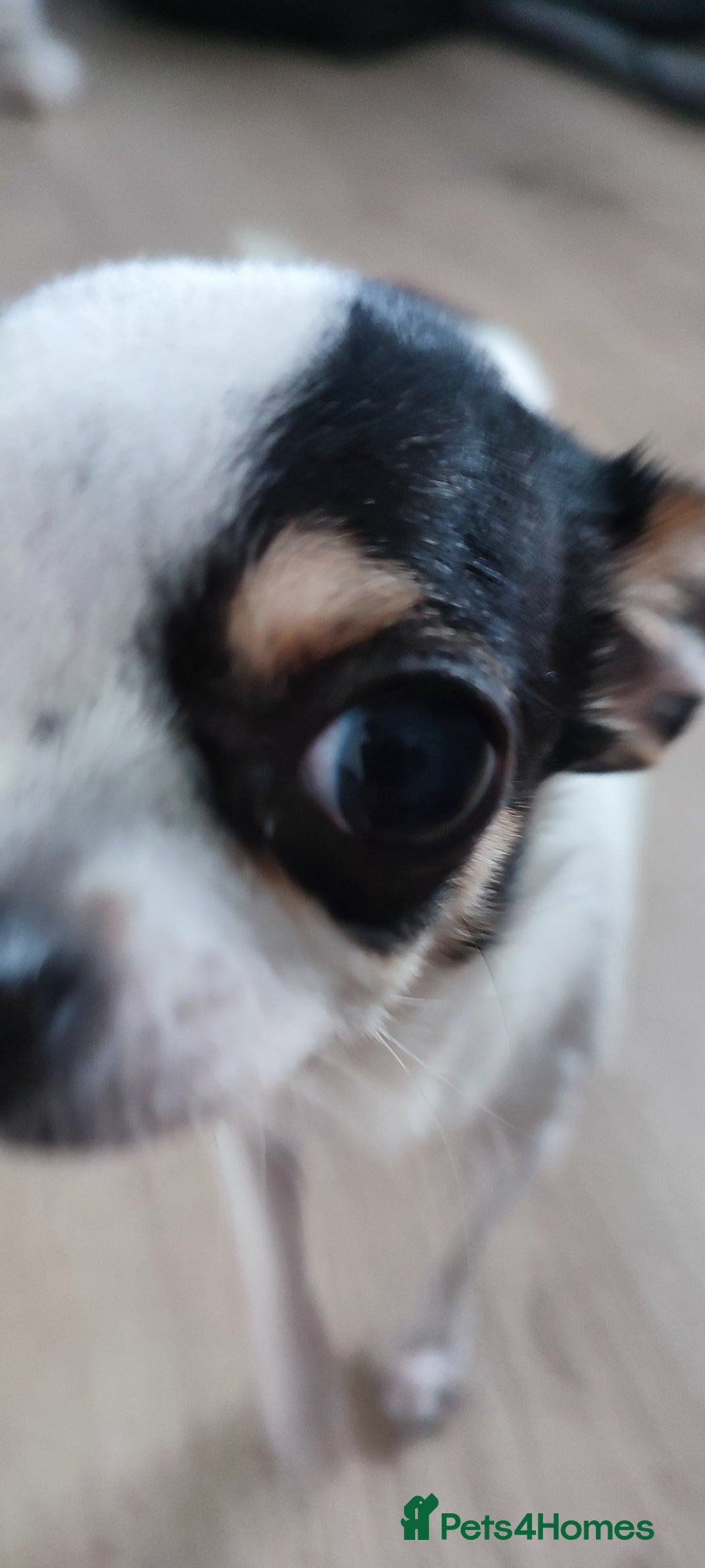 Chihuahua dogs for sale:  Tiny dog chihuahua - Advert 2