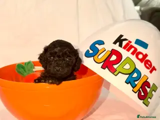 Shihpoo dogs Gorgeous little shihpoo puppys - Advert 8