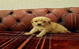 Schnoodle dogs for sale: BUBBLY BUNDLES OF FUR FUN - Image 2