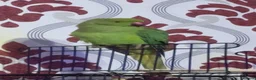 Ringnecks birds for sale: One year old and baby Indian ringneck  - Advert 4