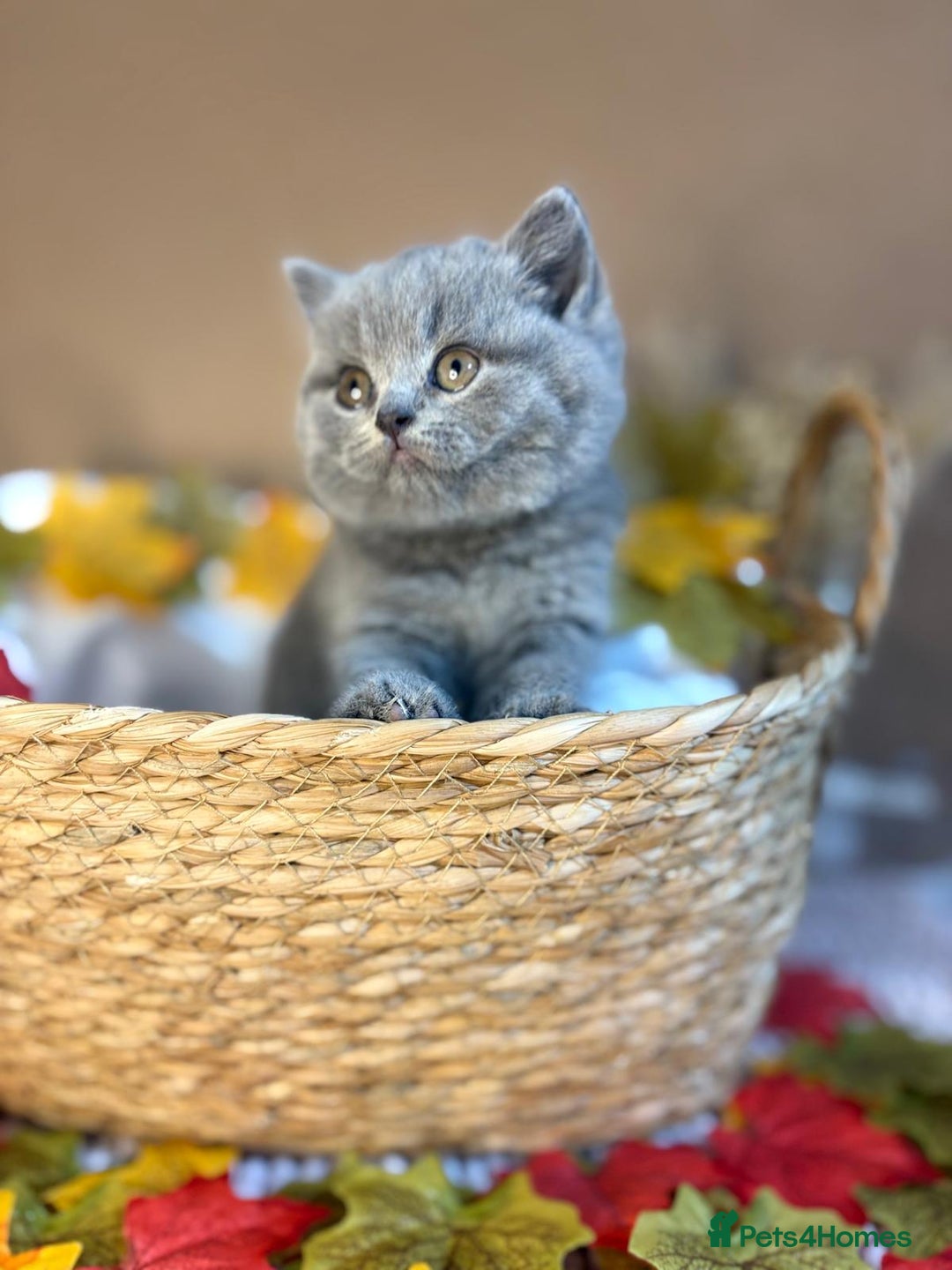 British Shorthair cats for sale: 3 British short hair / long hair kittens  - Image 6