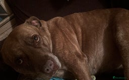 Mixed Breed dogs for sale: Hazels looking for a new home - Advert 8