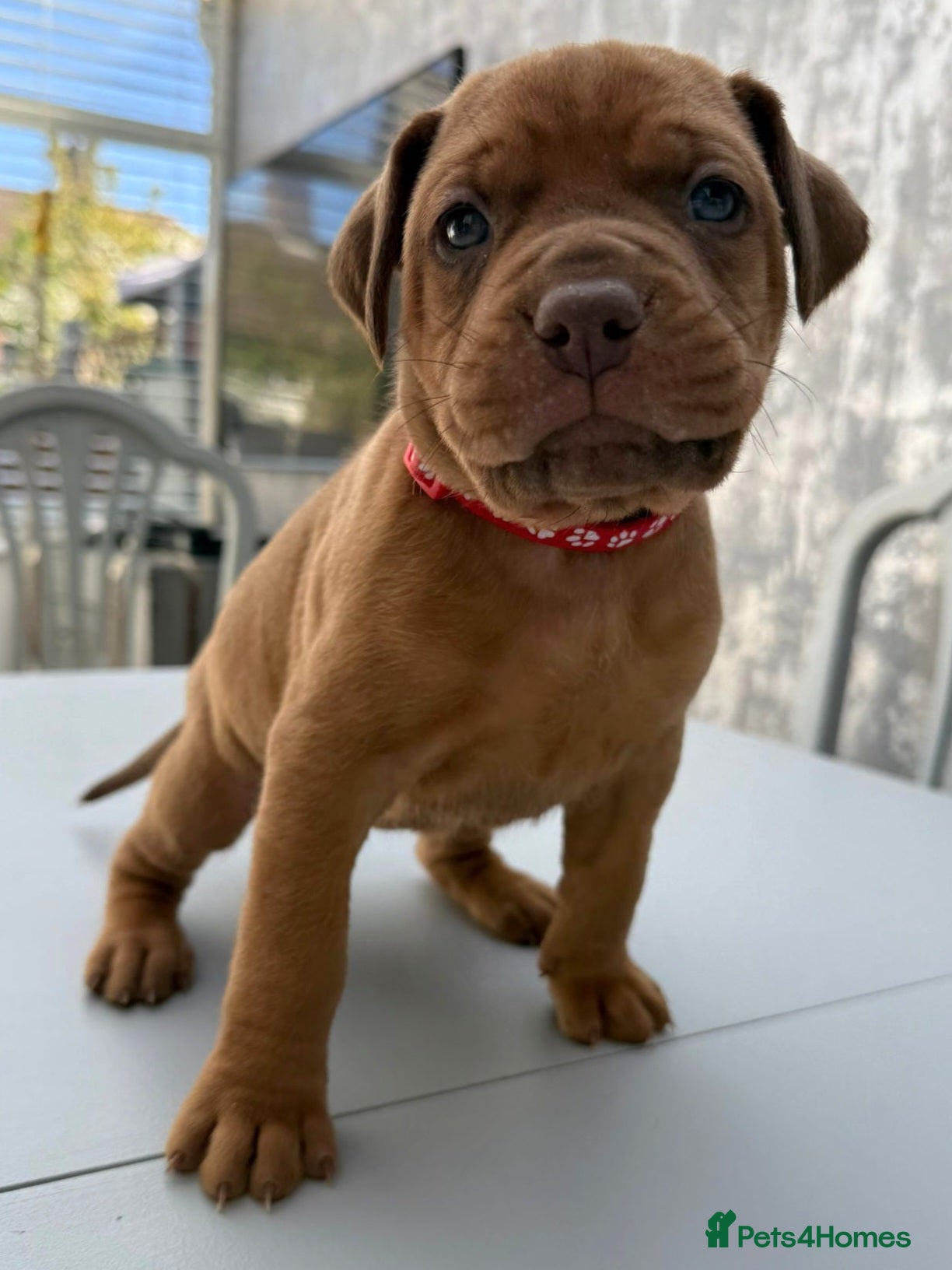 Mixed Breed dogs Doberman/Dogue de bordeaux  - Advert 1