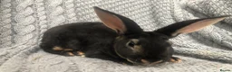 Rex rabbits for sale: Beautiful velvet mini Rex & Rex rabbits - Advert 6