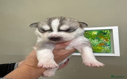 Siberian Husky dogs for sale: SIBERIAN HUSKY  - Image 9