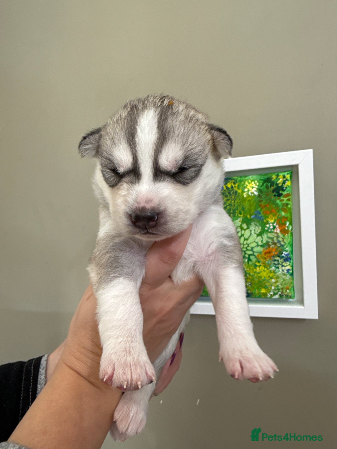 Siberian Husky dogs for sale: SIBERIAN HUSKY  - Image 9