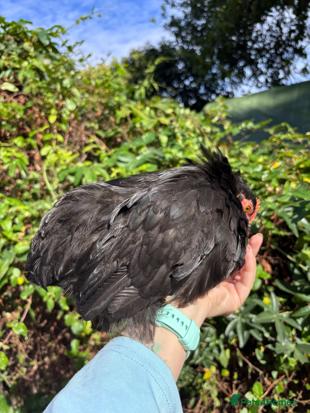 Chickens poultry for sale: Believed Male Pekin Bantam chick - Advert 2
