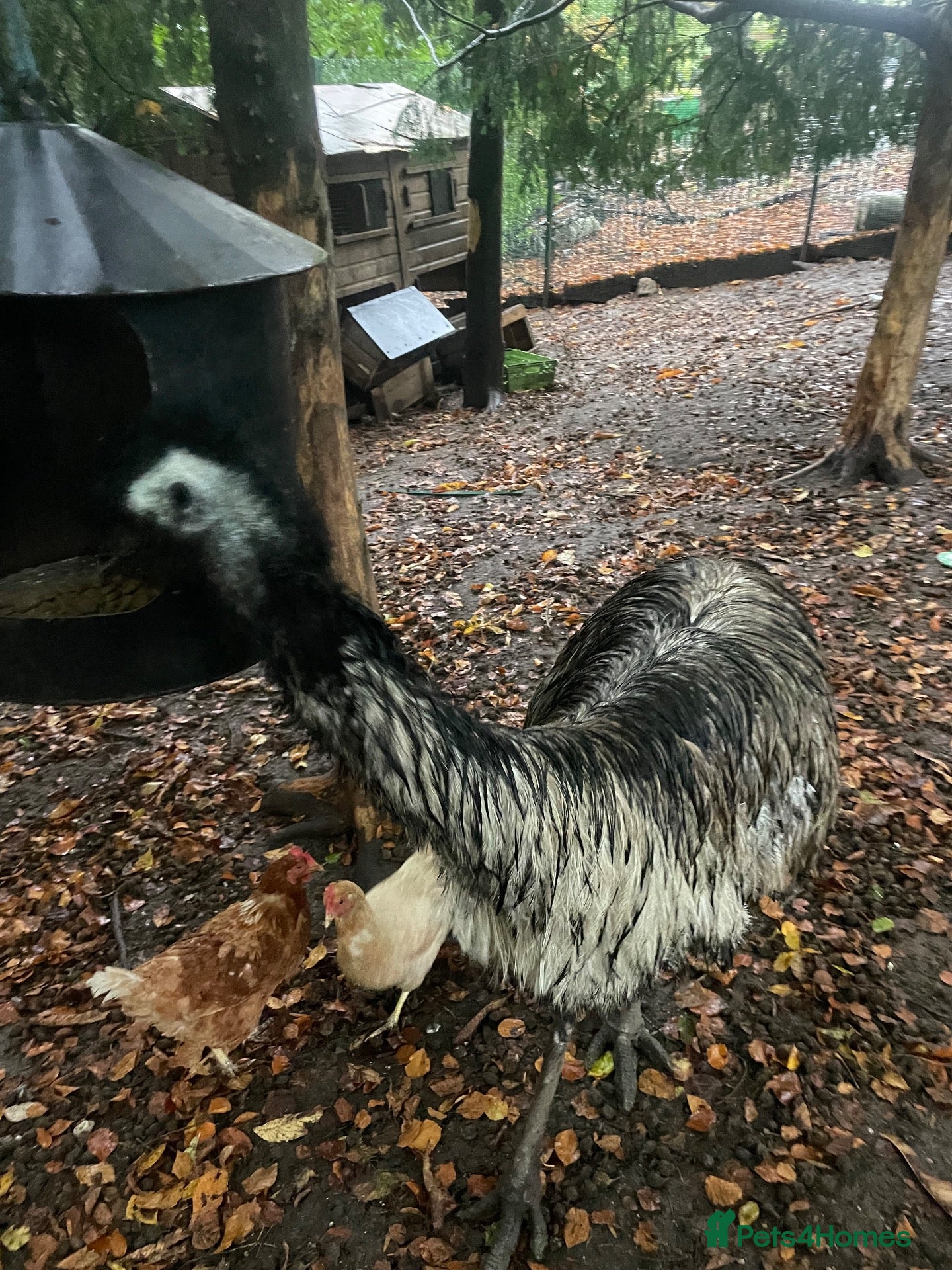 Emus poultry for sale: Emu female  - Advert 1